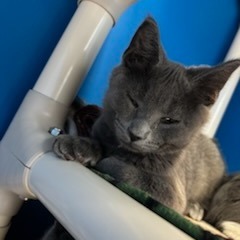 Oliver