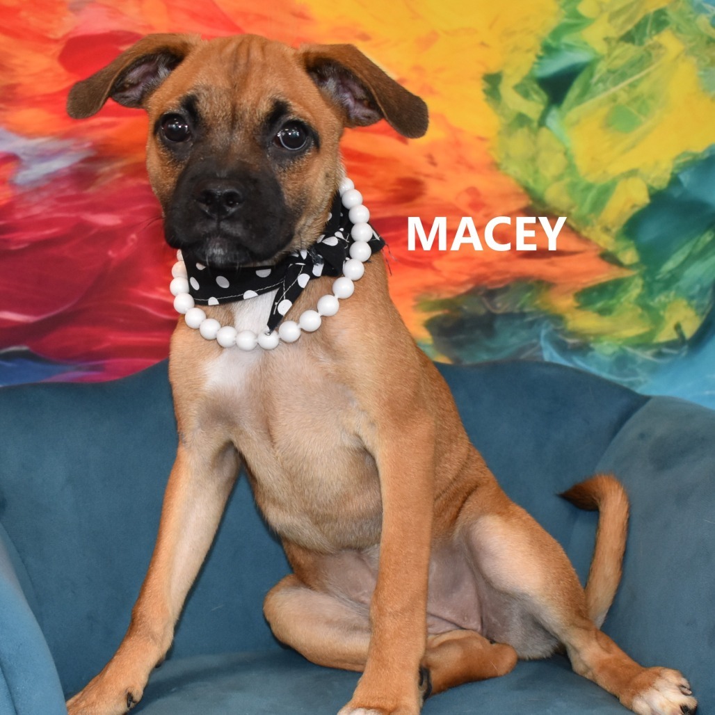 Macey
