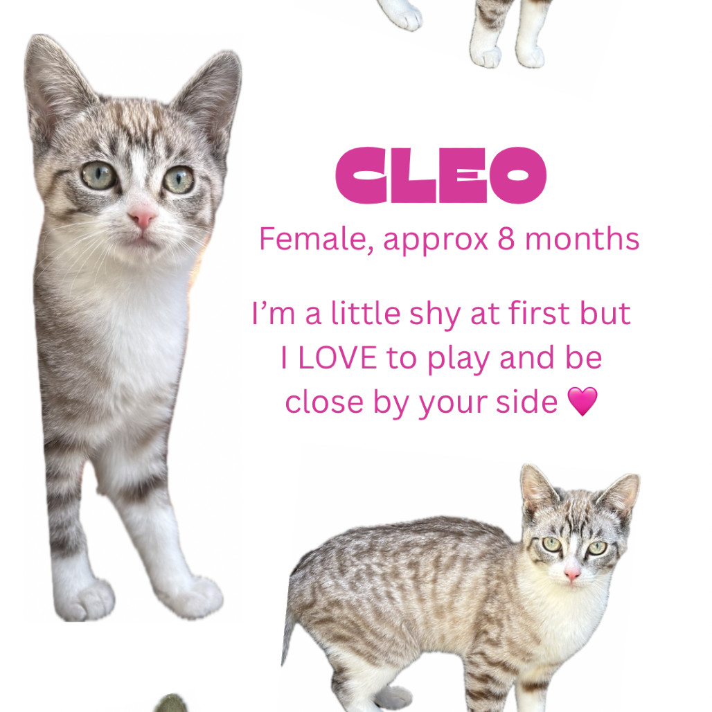Cleo