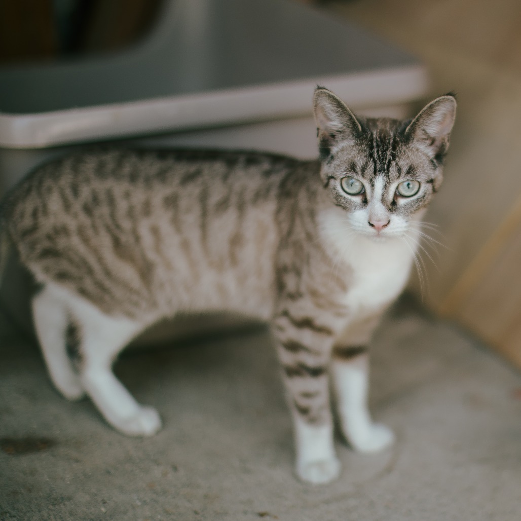 Cleo