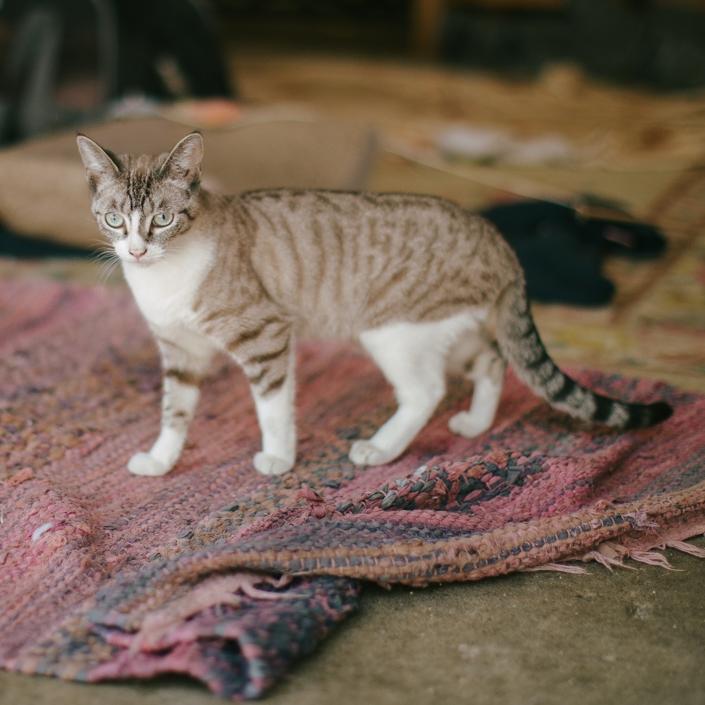 Cleo