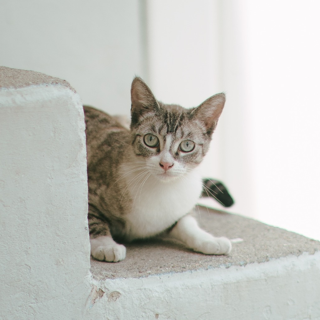 Cleo