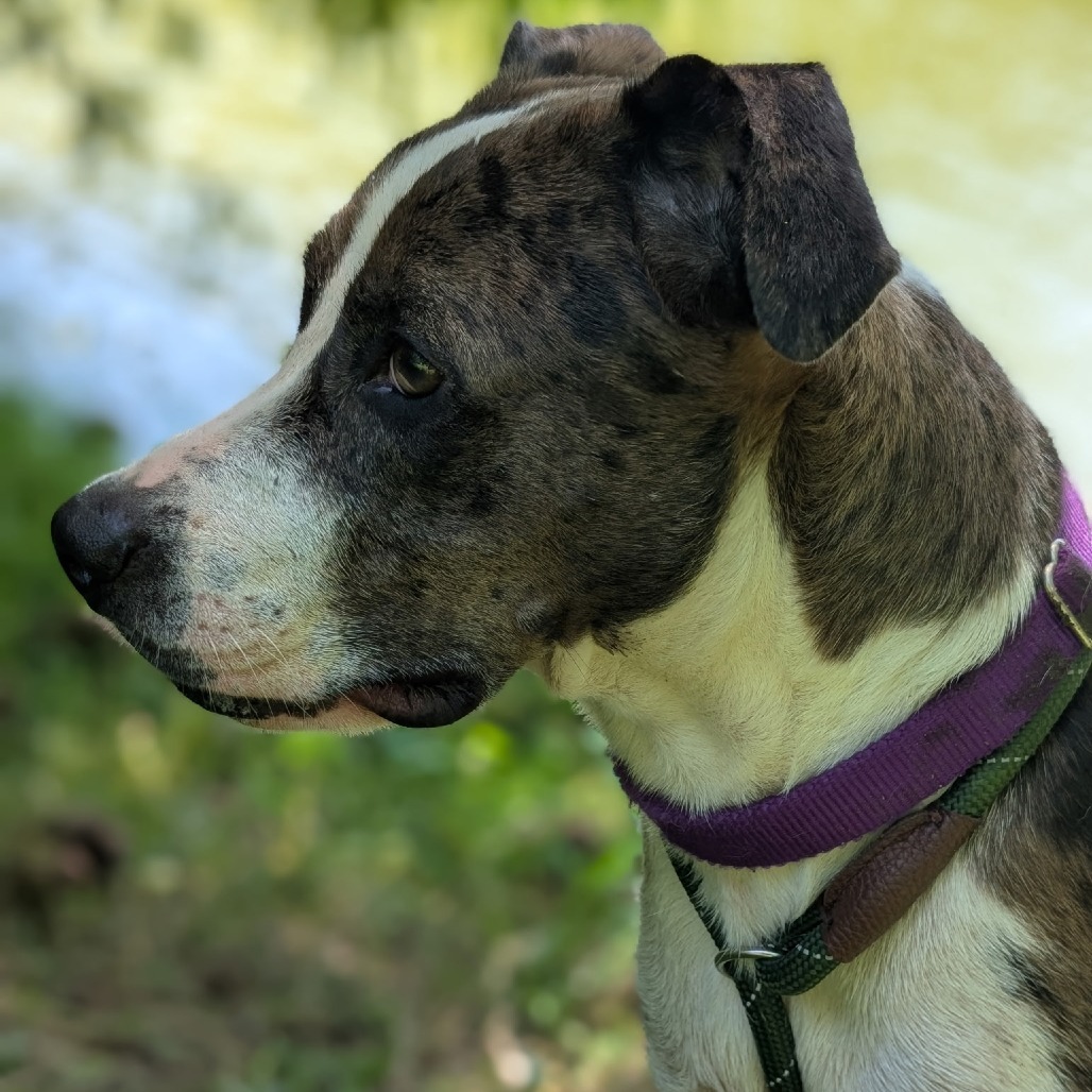 Nala 28029