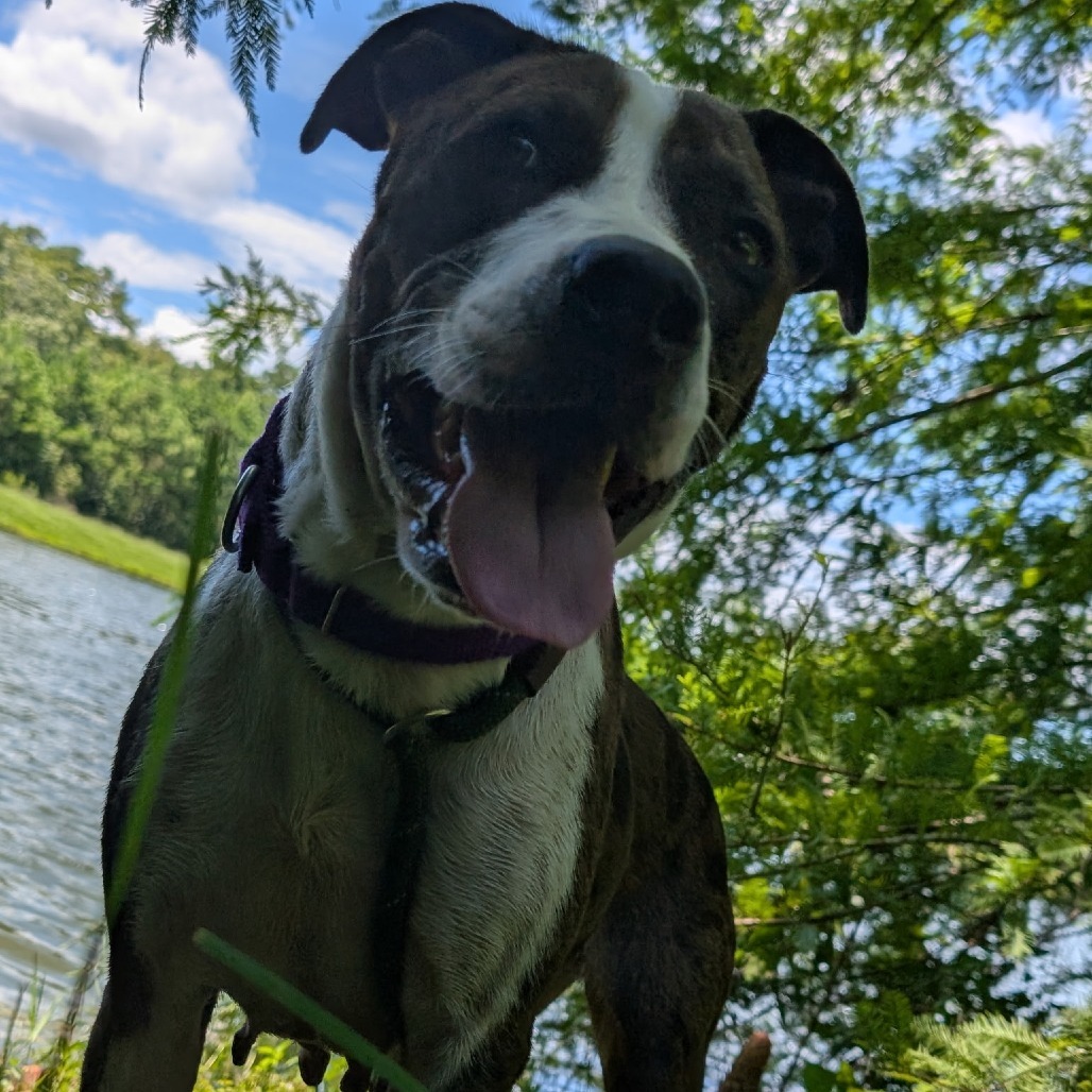 Nala 28029
