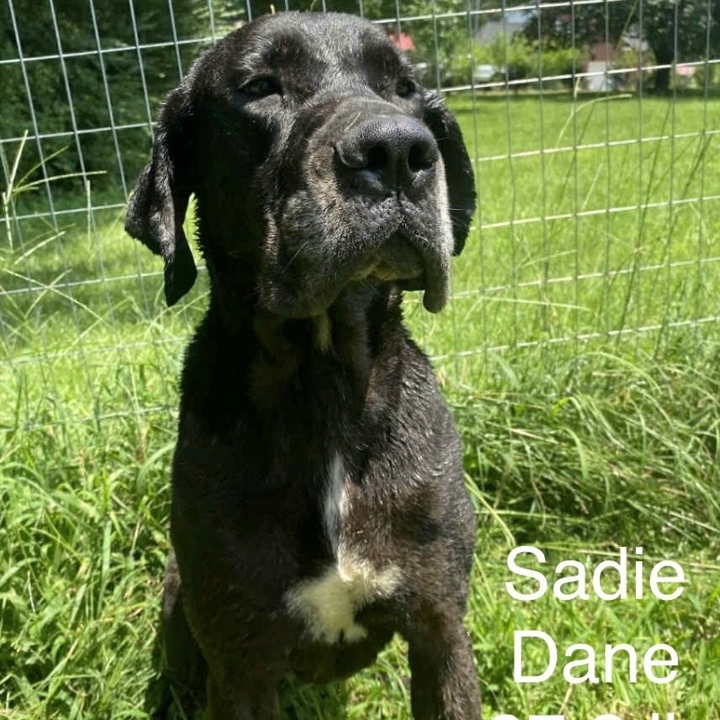 SADIE DANE 4989