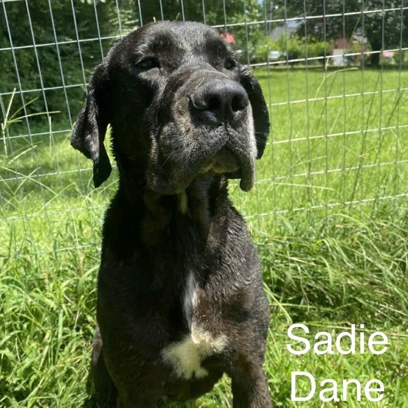 SADIE DANE 4989