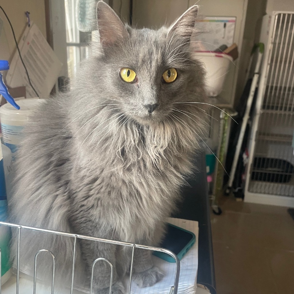 Stella