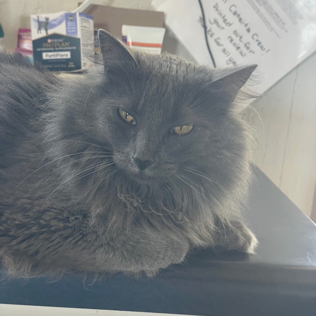 Stella