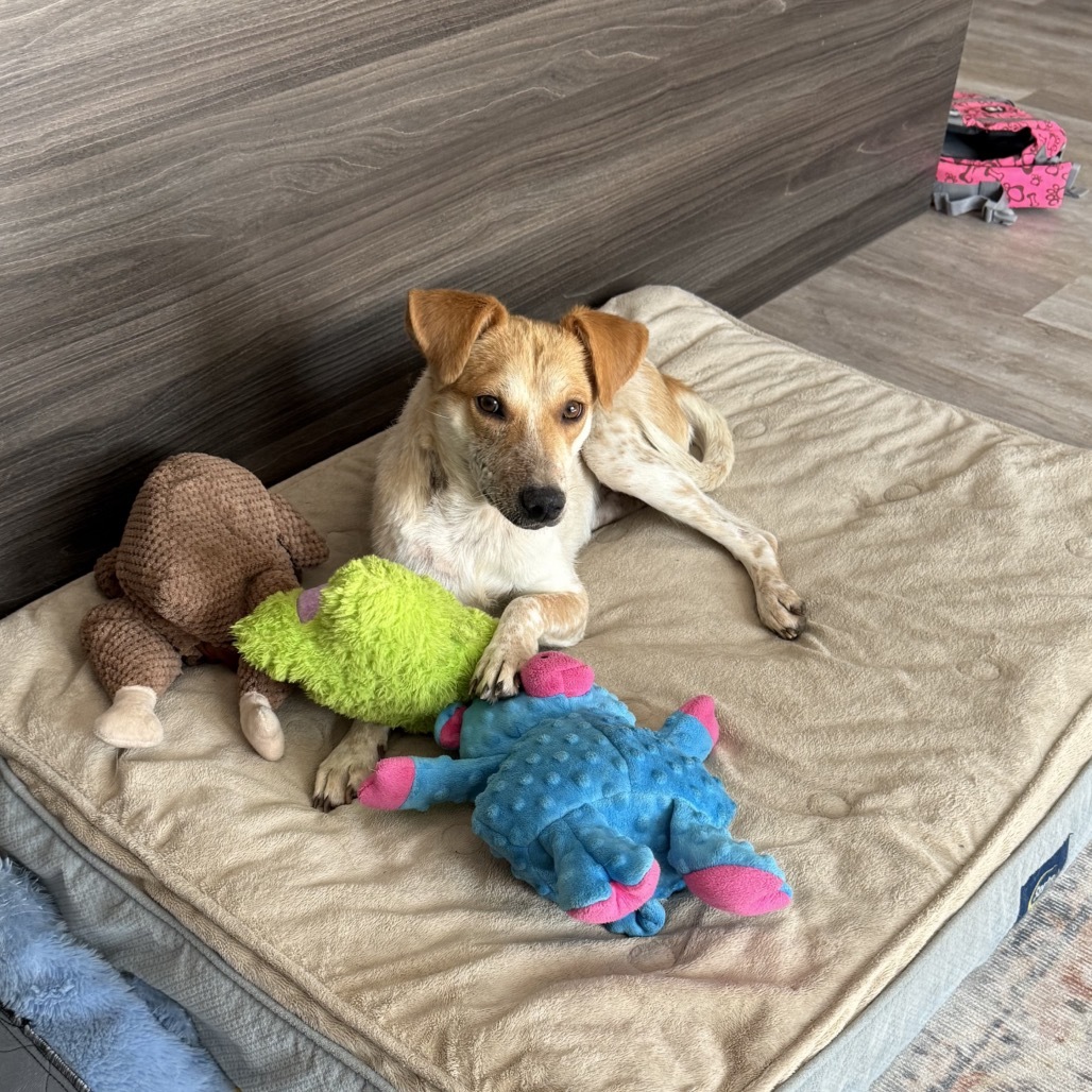 Razzberry, an adoptable Mixed Breed in Moab, UT, 84532 | Photo Image 1