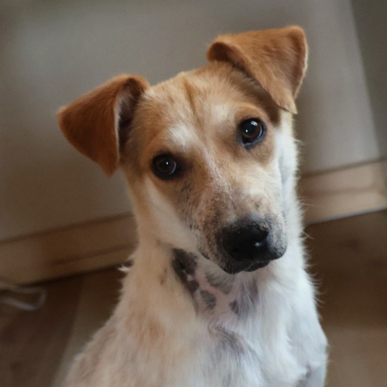 Razzberry, an adoptable Mixed Breed in Moab, UT, 84532 | Photo Image 2