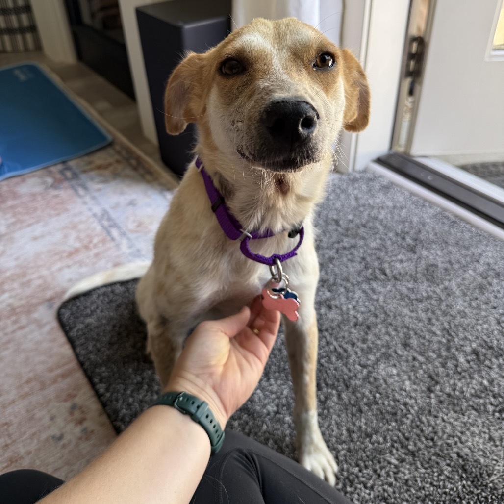 Razzberry, an adoptable Mixed Breed in Moab, UT, 84532 | Photo Image 3