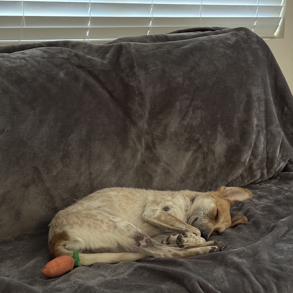 Razzberry, an adoptable Mixed Breed in Moab, UT, 84532 | Photo Image 4