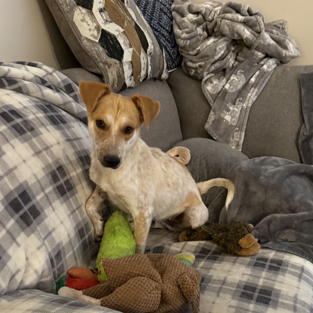 Razzberry, an adoptable Mixed Breed in Moab, UT, 84532 | Photo Image 5