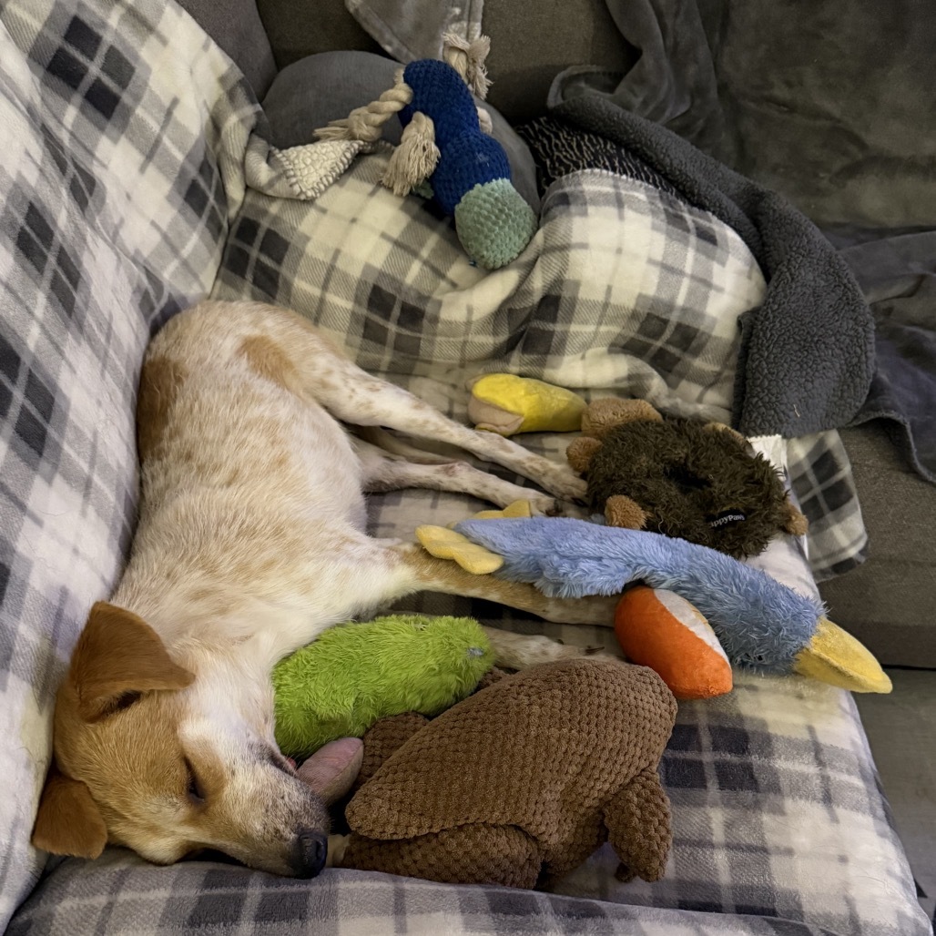 Razzberry, an adoptable Mixed Breed in Moab, UT, 84532 | Photo Image 6