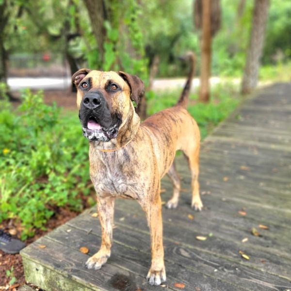 Knox