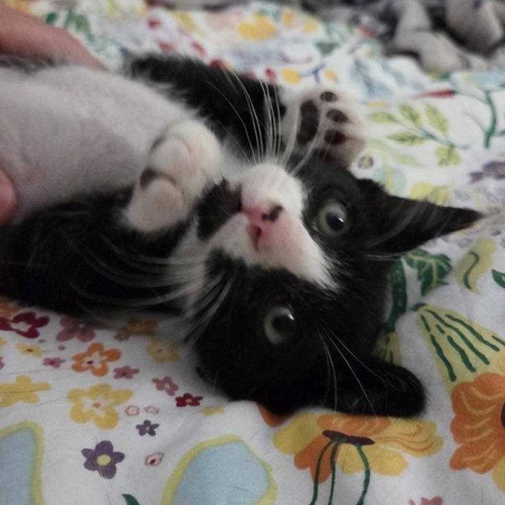 Emmett