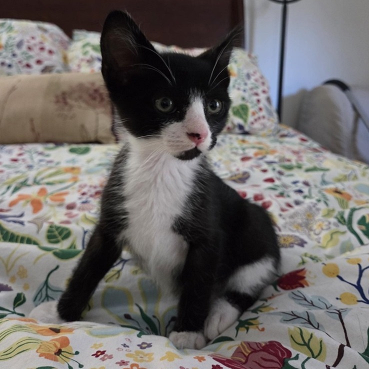 Emmett