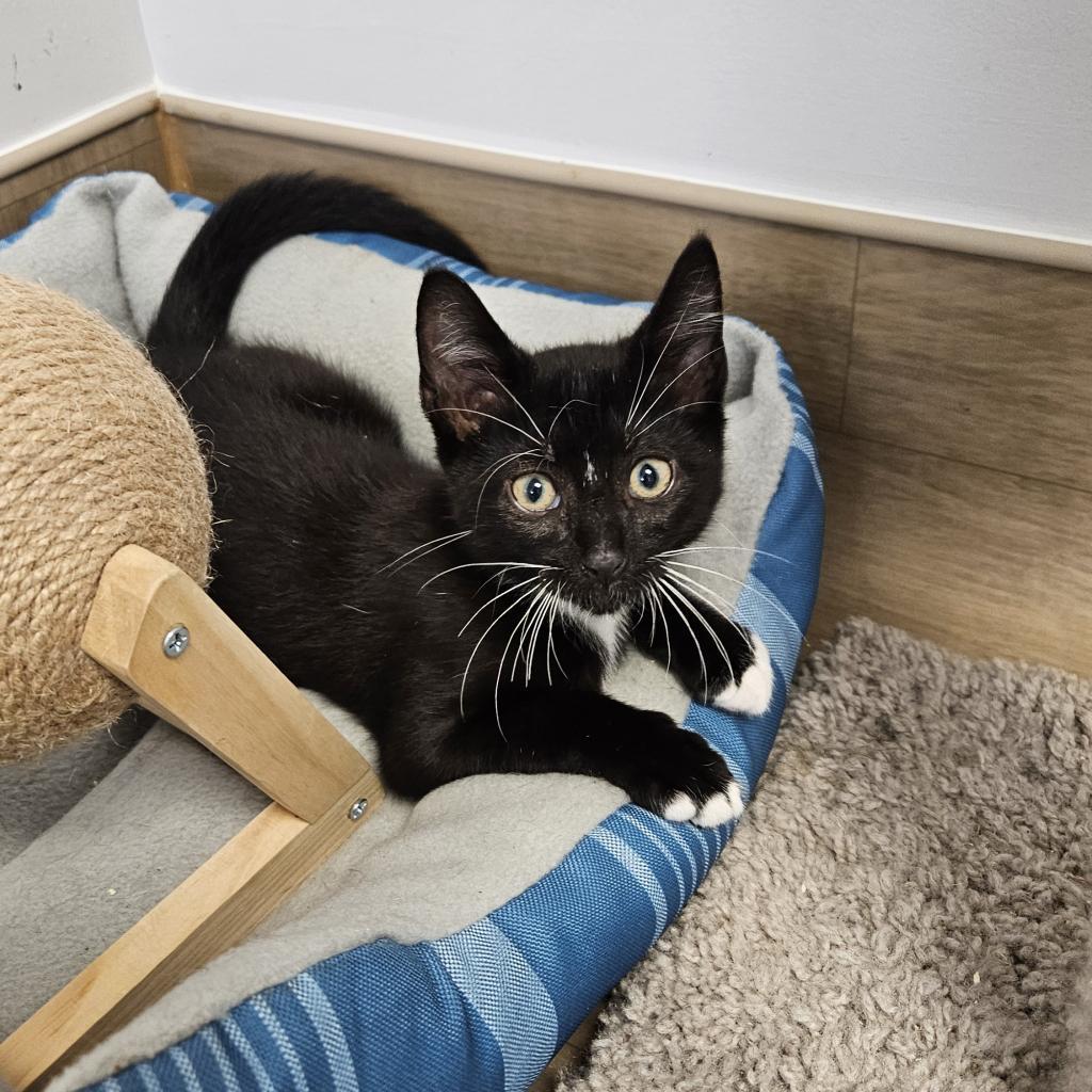 Oreo