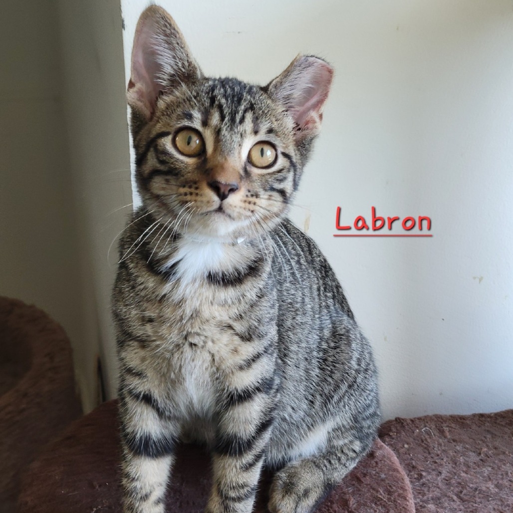 Labron