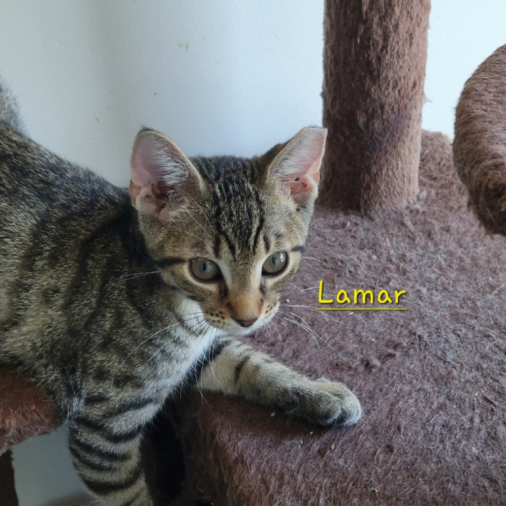 Lamar