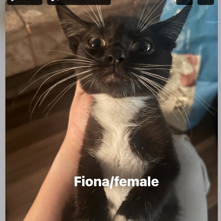 Fiona