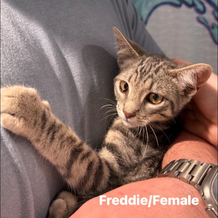 Freddie