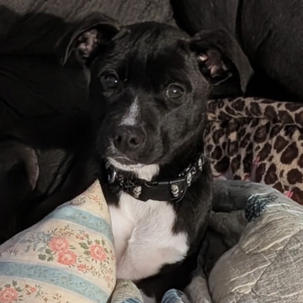 Gingerbread Man, an adoptable German Shepherd Dog, Mixed Breed in Wadena, MN, 56482 | Photo Image 1