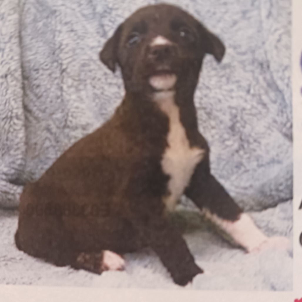 Gingerbread Man, an adoptable German Shepherd Dog, Mixed Breed in Wadena, MN, 56482 | Photo Image 2