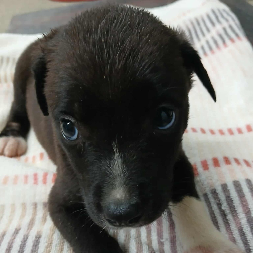 Gingerbread Man, an adoptable German Shepherd Dog, Mixed Breed in Wadena, MN, 56482 | Photo Image 3