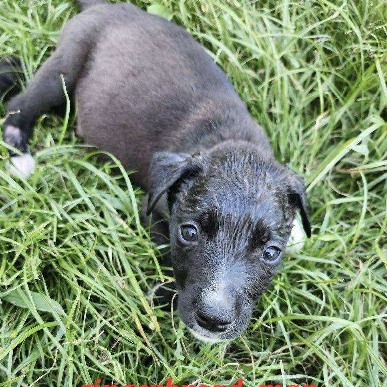 Gingerbread Man, an adoptable German Shepherd Dog, Mixed Breed in Wadena, MN, 56482 | Photo Image 4