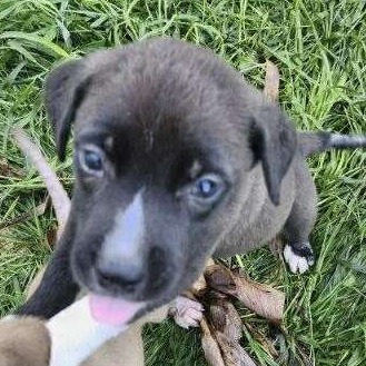 Gingerbread Man, an adoptable German Shepherd Dog, Mixed Breed in Wadena, MN, 56482 | Photo Image 5