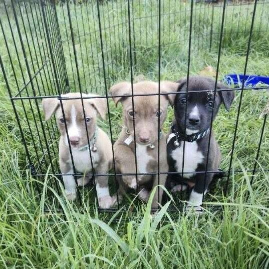 Gingerbread Man, an adoptable German Shepherd Dog, Mixed Breed in Wadena, MN, 56482 | Photo Image 6