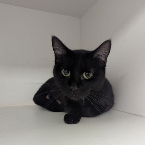 Salem