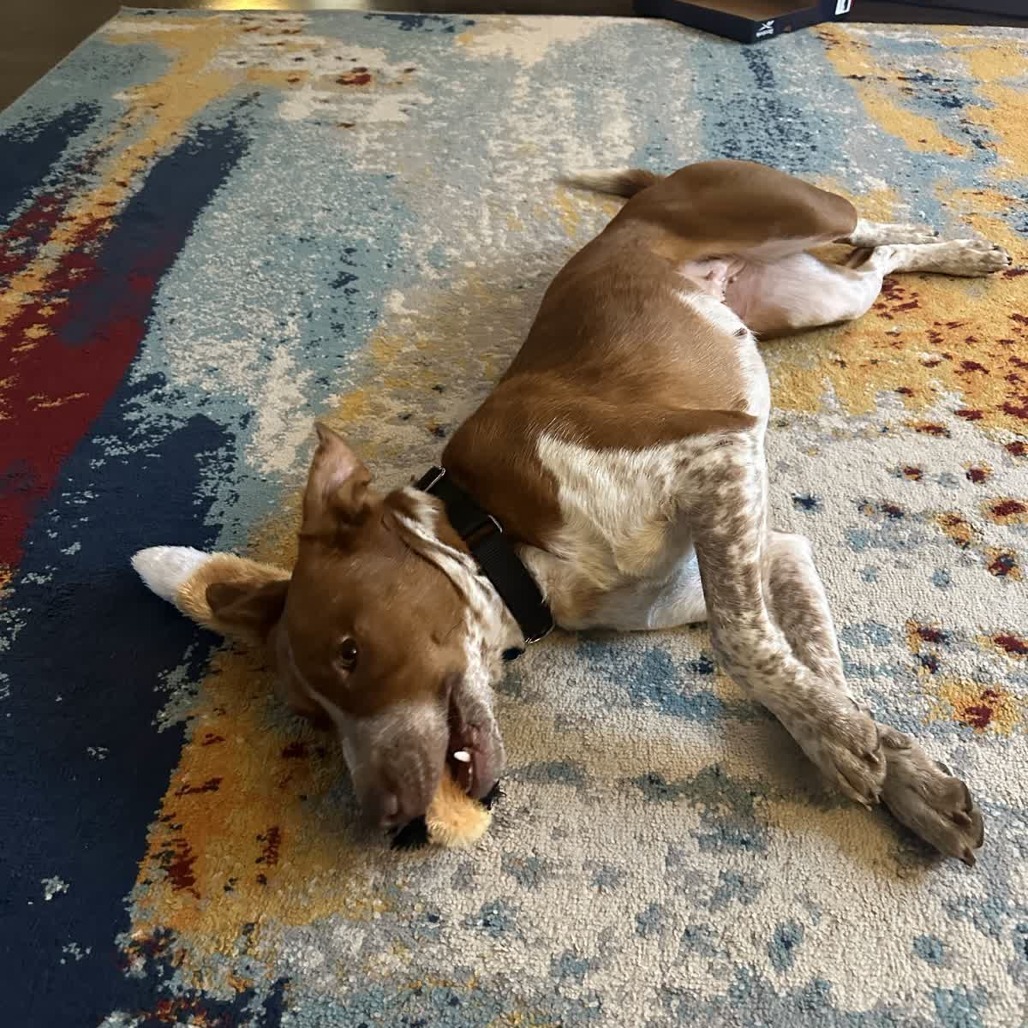 Amelia