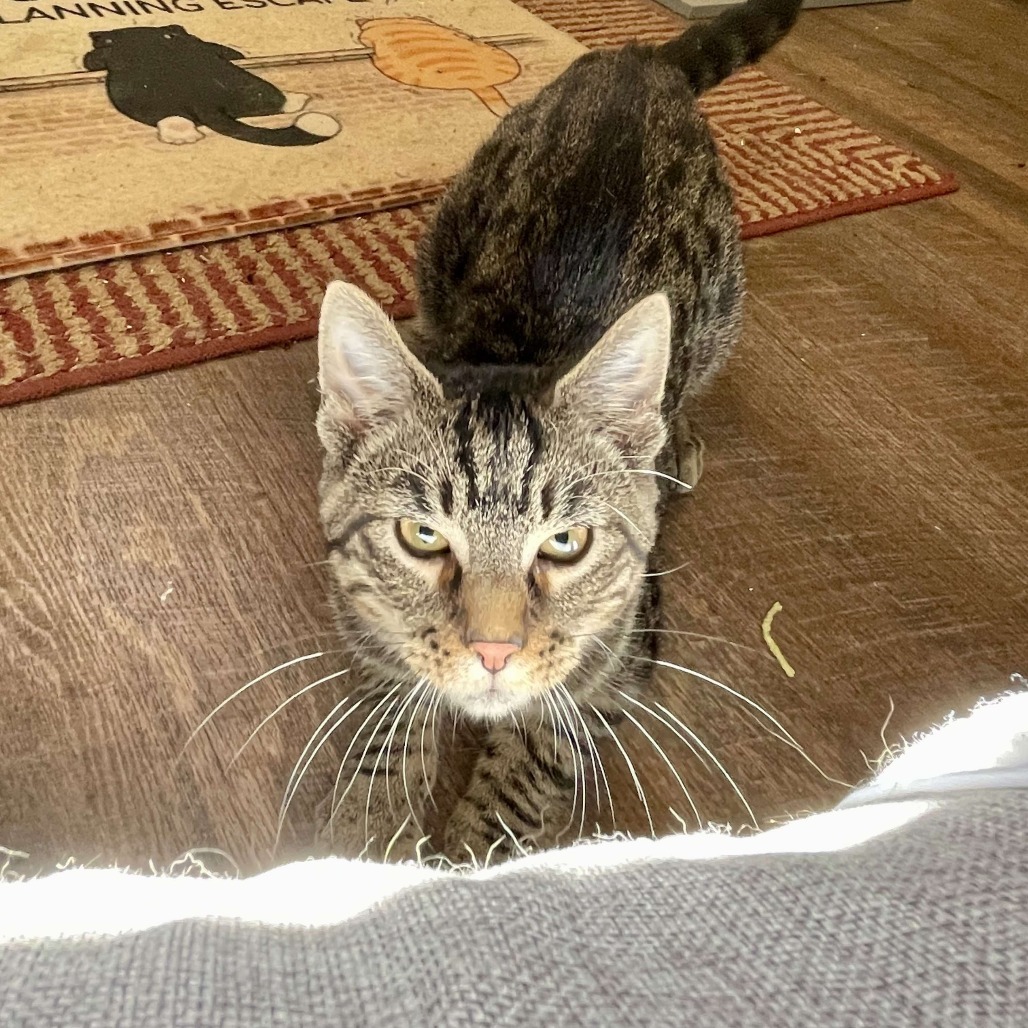 Cobalt, an adoptable Domestic Short Hair in Park Falls, WI, 54552 | Photo Image 1