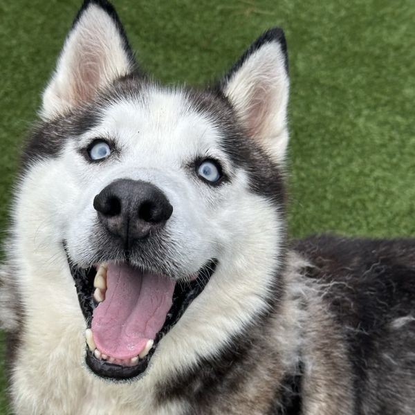 Luca