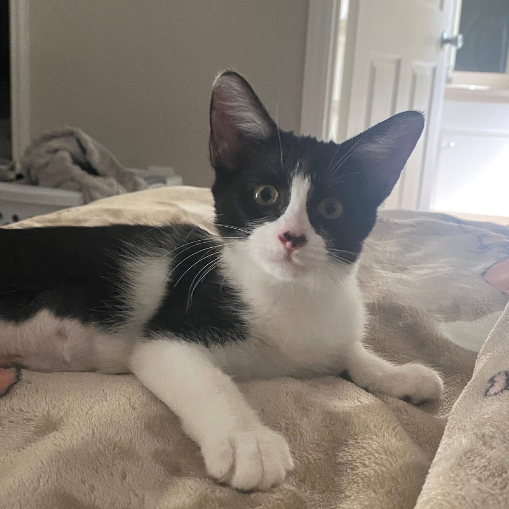 Zorro