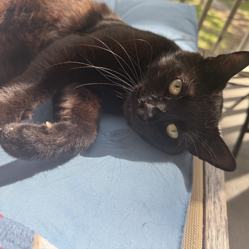 Toothless