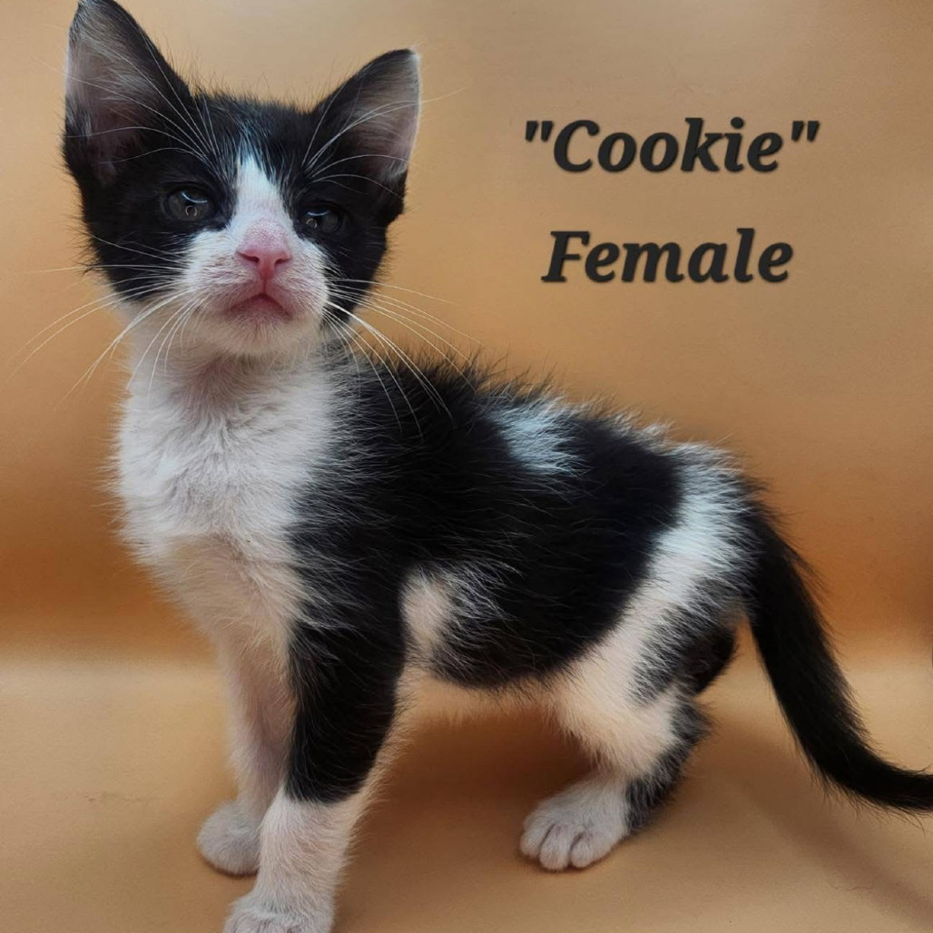 Cookie