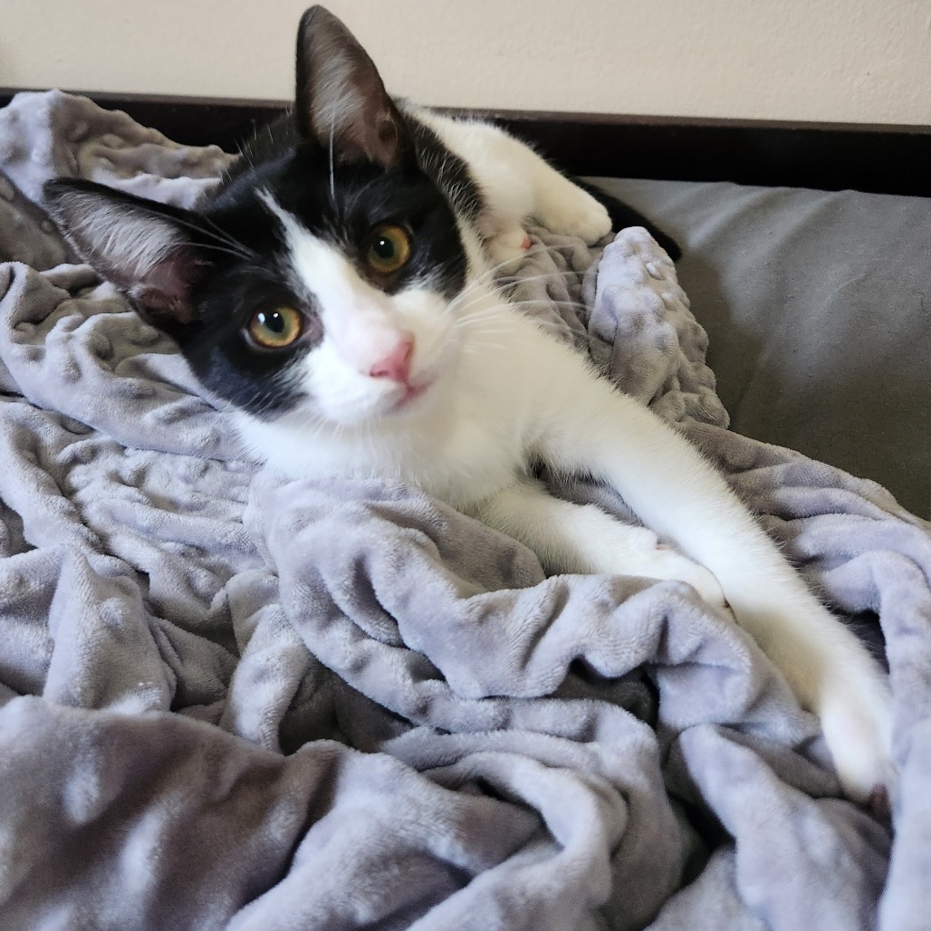 Oreo