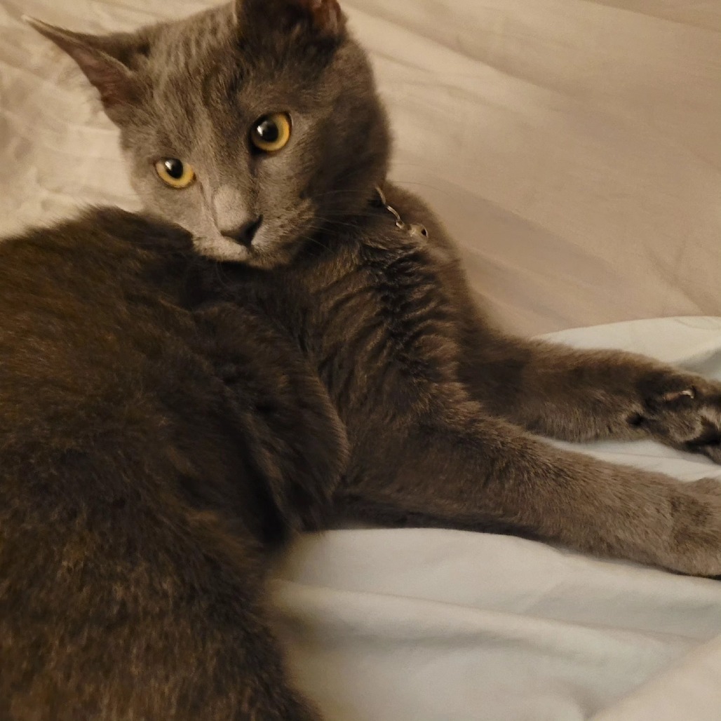 Scotch Bonnet, an adoptable Domestic Short Hair in Wichita, KS, 67278 | Photo Image 1