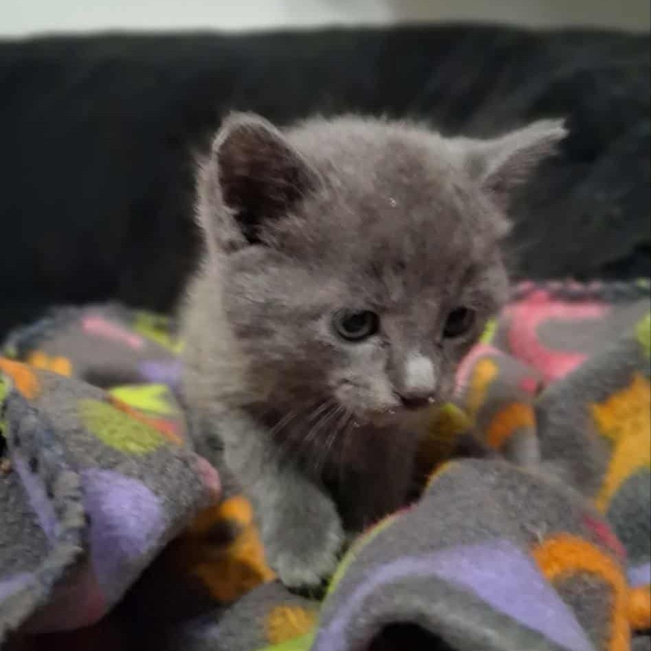 Scotch Bonnet, an adoptable Domestic Short Hair in Wichita, KS, 67278 | Photo Image 2