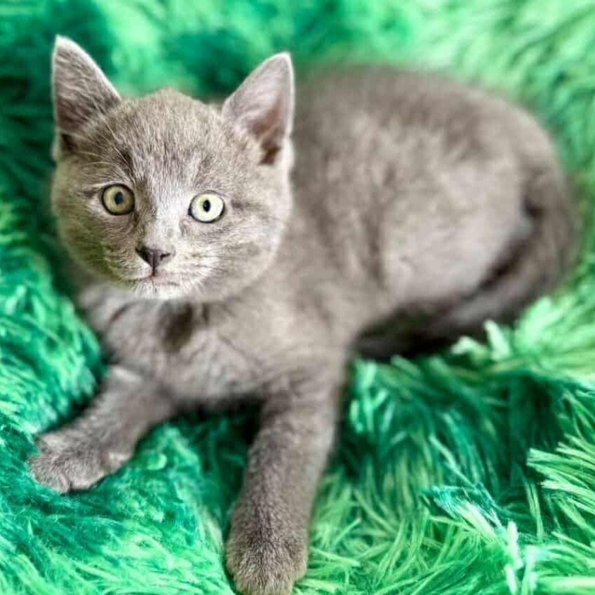 Scotch Bonnet, an adoptable Domestic Short Hair in Wichita, KS, 67278 | Photo Image 3