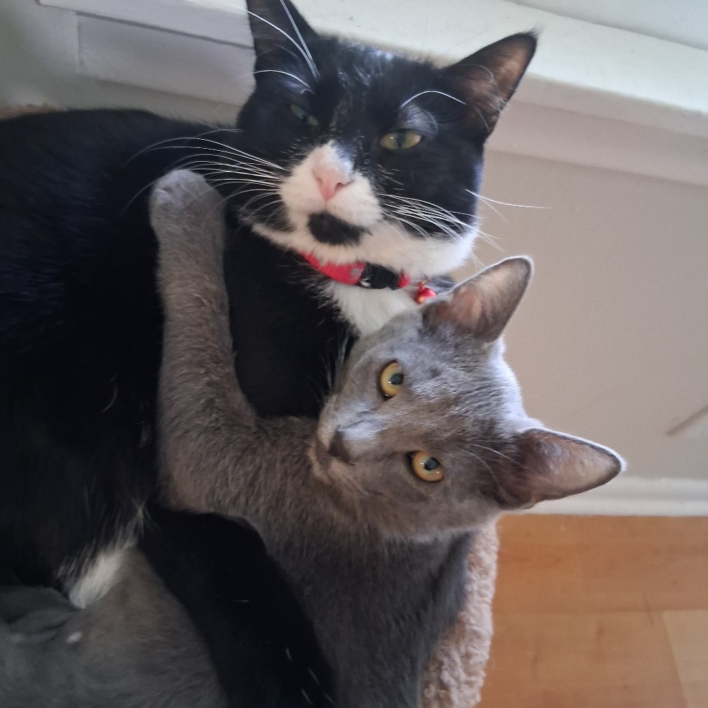 Scotch Bonnet, an adoptable Domestic Short Hair in Wichita, KS, 67278 | Photo Image 4