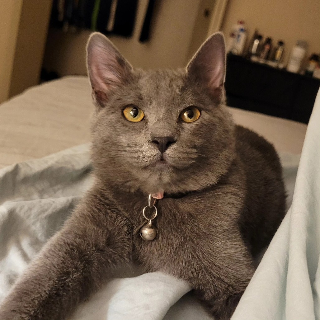 Scotch Bonnet, an adoptable Domestic Short Hair in Wichita, KS, 67278 | Photo Image 5