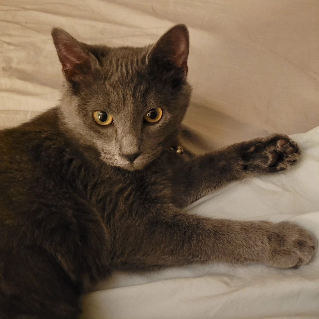 Scotch Bonnet, an adoptable Domestic Short Hair in Wichita, KS, 67278 | Photo Image 6