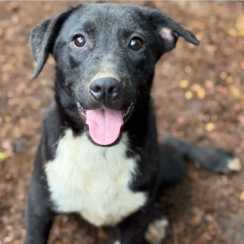 Phantom Fig, an adoptable Labrador Retriever, Terrier in Wadena, MN, 56482 | Photo Image 1