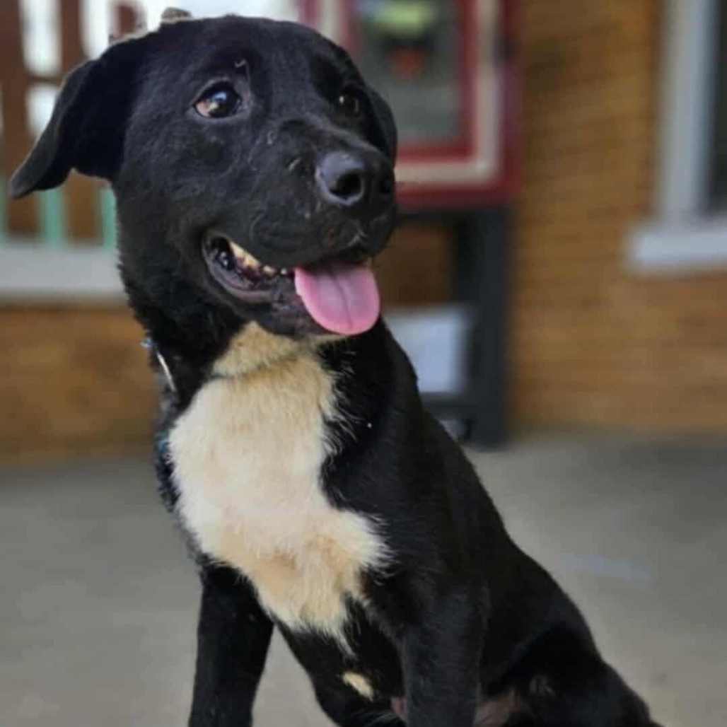 Phantom Fig, an adoptable Labrador Retriever, Terrier in Wadena, MN, 56482 | Photo Image 2