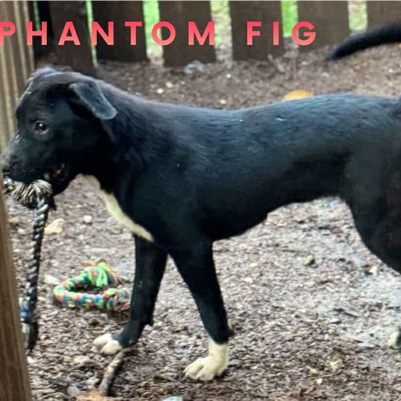 Phantom Fig, an adoptable Labrador Retriever, Terrier in Wadena, MN, 56482 | Photo Image 3