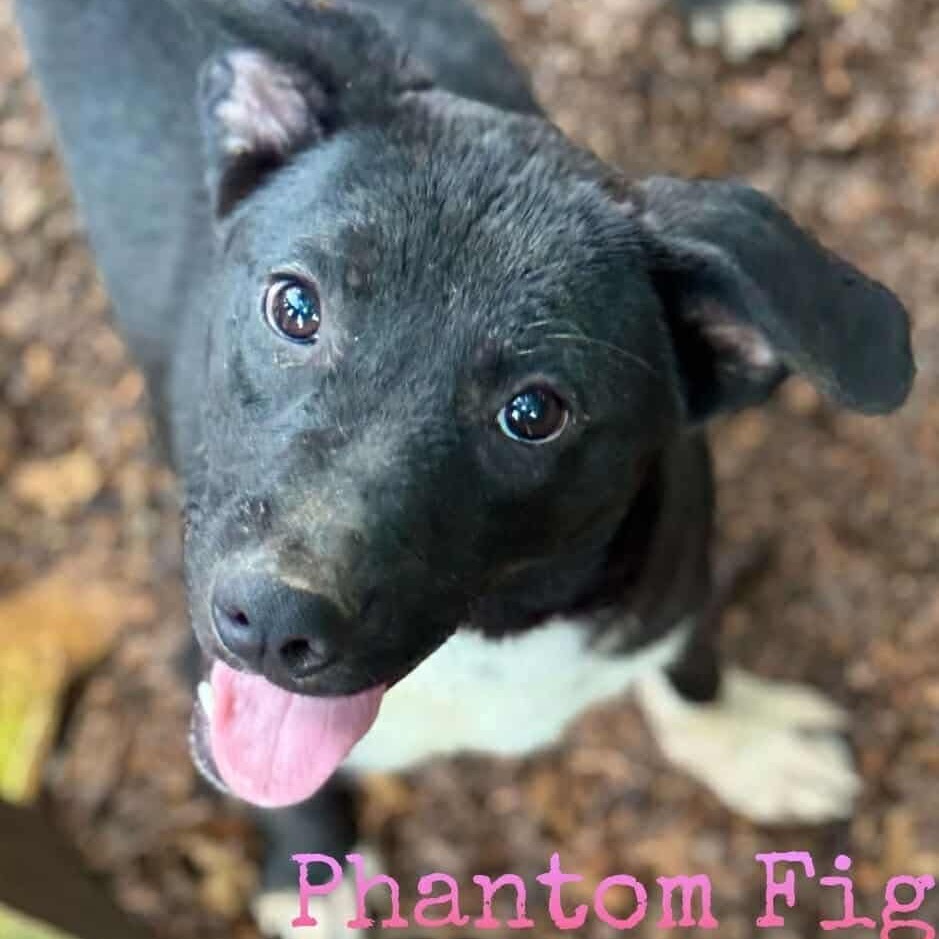 Phantom Fig, an adoptable Labrador Retriever, Terrier in Wadena, MN, 56482 | Photo Image 4